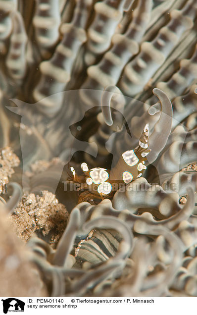 Hohlkreuzgarnele / sexy anemone shrimp / PEM-01140