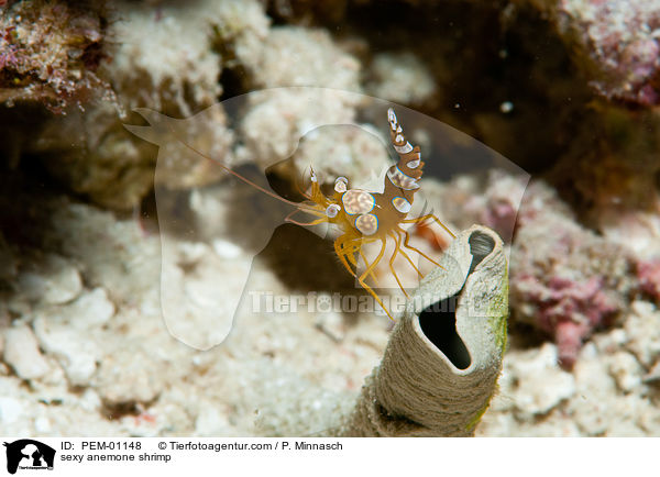 sexy anemone shrimp / PEM-01148