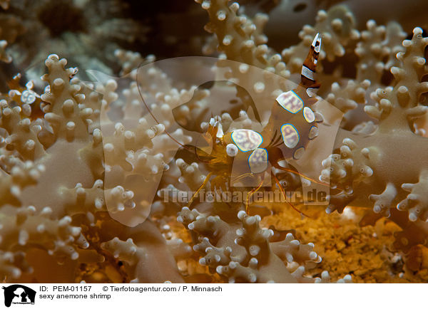 sexy anemone shrimp / PEM-01157
