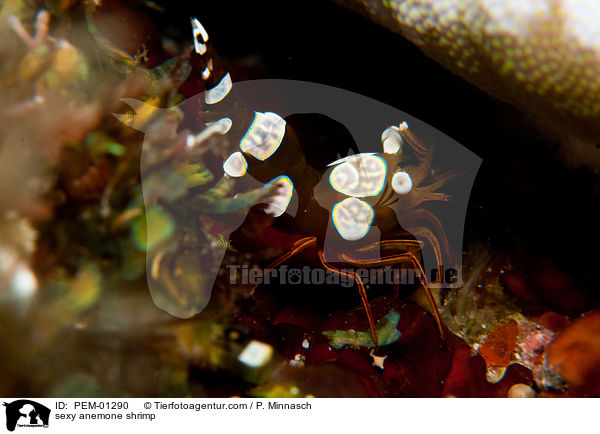 Hohlkreuzgarnele / sexy anemone shrimp / PEM-01290