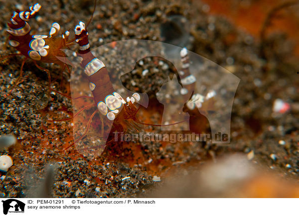 Hohlkreuzgarnelen / sexy anemone shrimps / PEM-01291