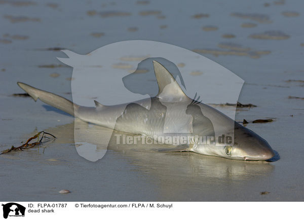 toter Hai / dead shark / FLPA-01787
