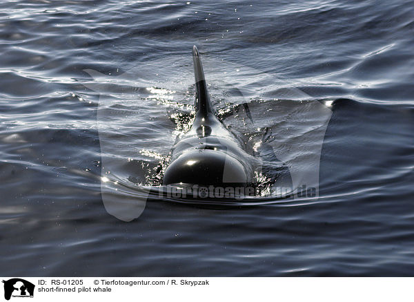 Kurzflossen-Grindwal / short-finned pilot whale / RS-01205
