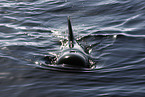 short-finned pilot whale