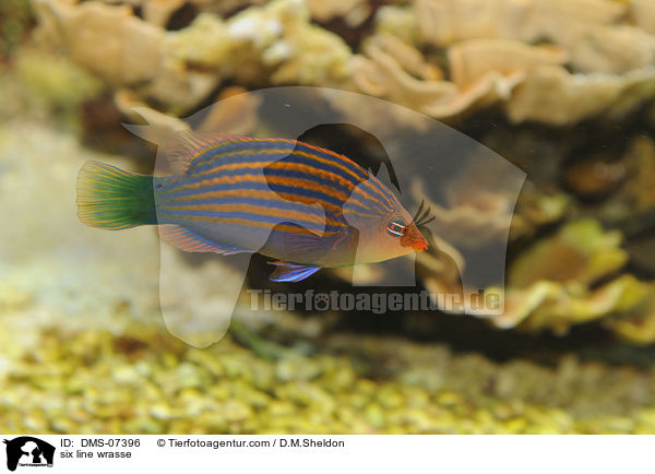 Sechsstreifen-Lippfisch / six line wrasse / DMS-07396