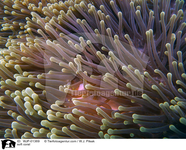 Weichkoralle / soft coral / WJP-01369