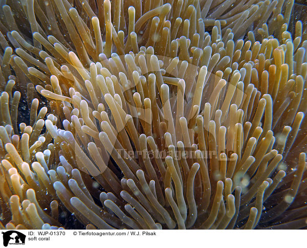 Weichkoralle / soft coral / WJP-01370