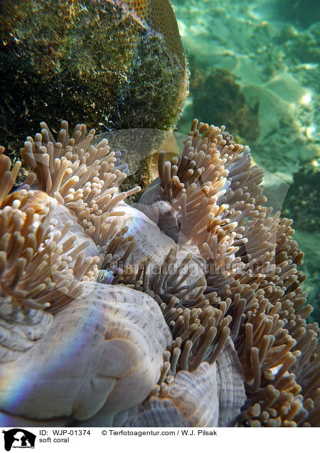 soft coral / WJP-01374