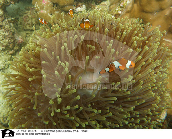 Weichkoralle und Clownfische / soft coral and clownfishes / WJP-01375