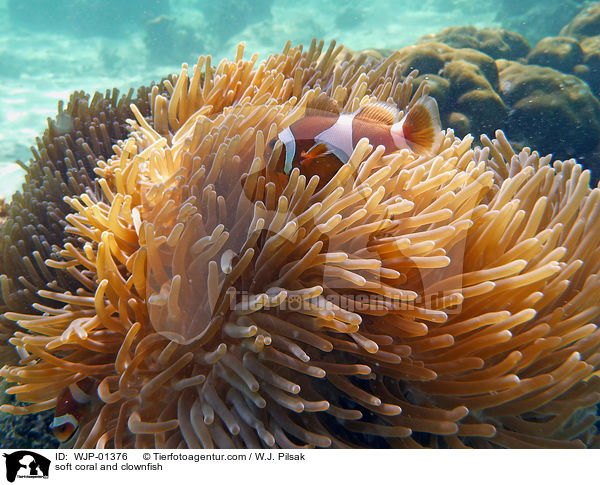 soft coral and clownfish / WJP-01376