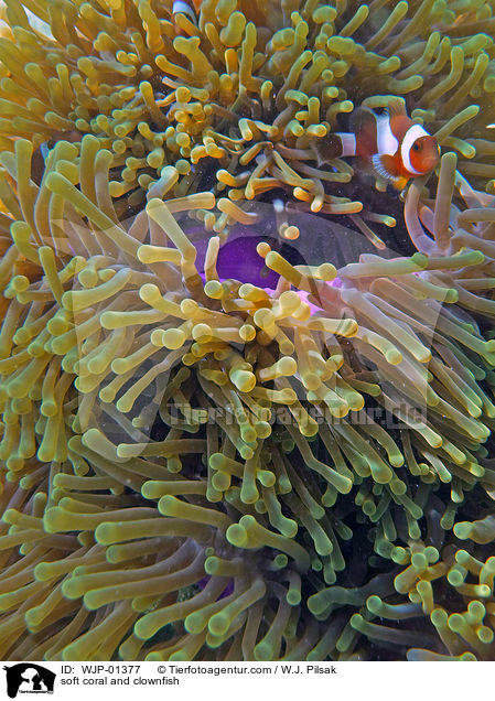 Weichkoralle und Clownfisch / soft coral and clownfish / WJP-01377