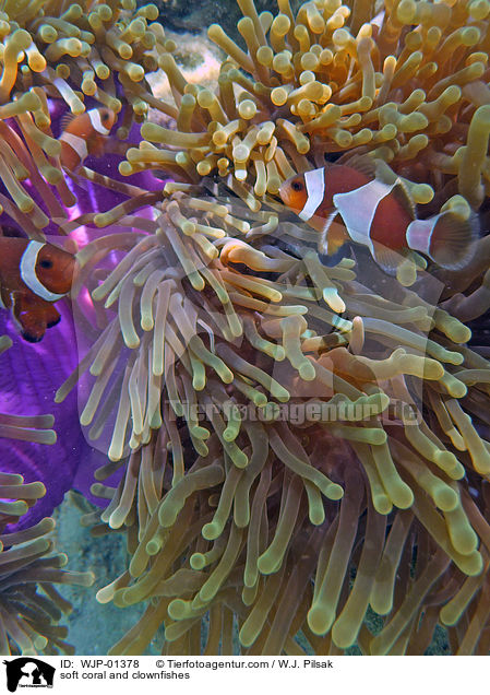Weichkoralle und Clownfische / soft coral and clownfishes / WJP-01378