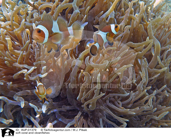 soft coral and clownfishes / WJP-01379