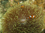 soft coral and clownfishes