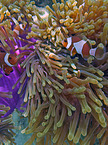 soft coral and clownfishes