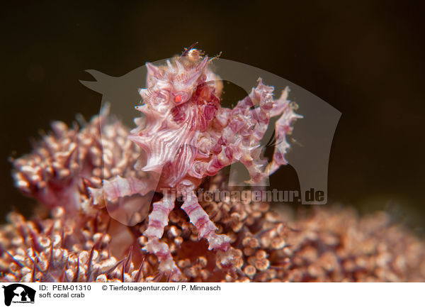 soft coral crab / PEM-01310
