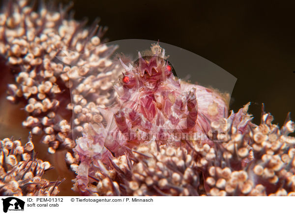 Weichkorallen-Spinnenkrabbe / soft coral crab / PEM-01312