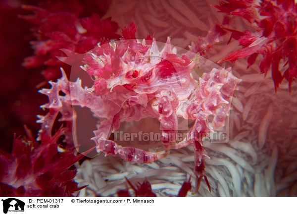Weichkorallen-Spinnenkrabbe / soft coral crab / PEM-01317