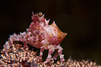 soft coral crab