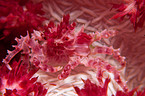 soft coral crab