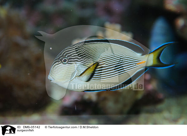 surgeonfish / DMS-05142