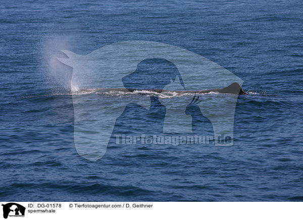 spermwhale / DG-01578