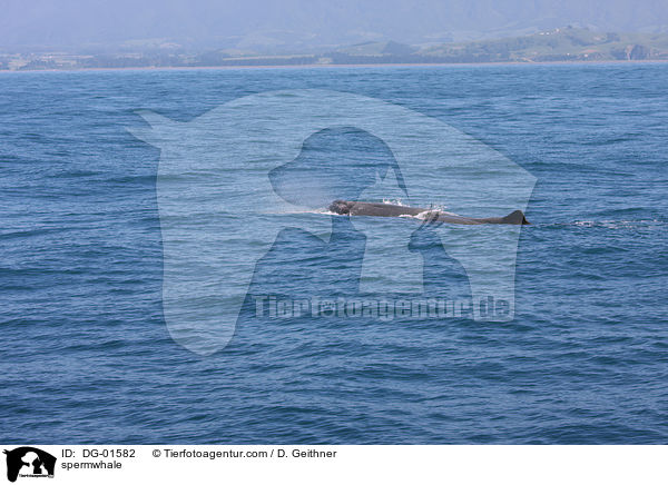 Pottwal / spermwhale / DG-01582
