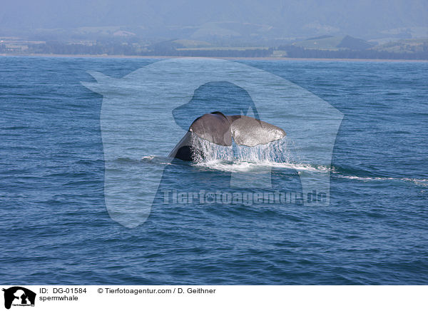 spermwhale / DG-01584