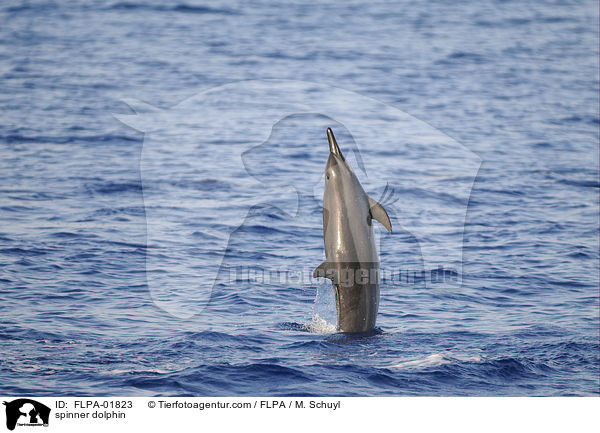 spinner dolphin / FLPA-01823