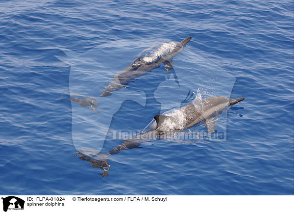 Ostpazifische Delfine / spinner dolphins / FLPA-01824