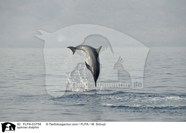 Ostpazifischer Delfin / spinner dolphin / FLPA-03758