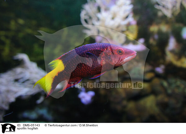 spotfin hogfish / DMS-05143