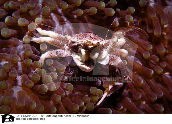 spotted porcelain crab / PEM-01097