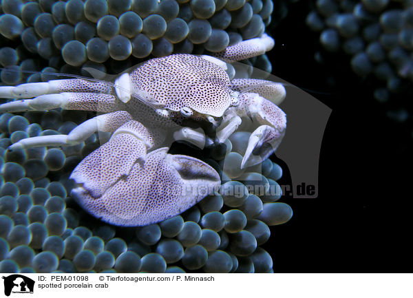 Fleckentupfen-Anemonenkrabbe / spotted porcelain crab / PEM-01098