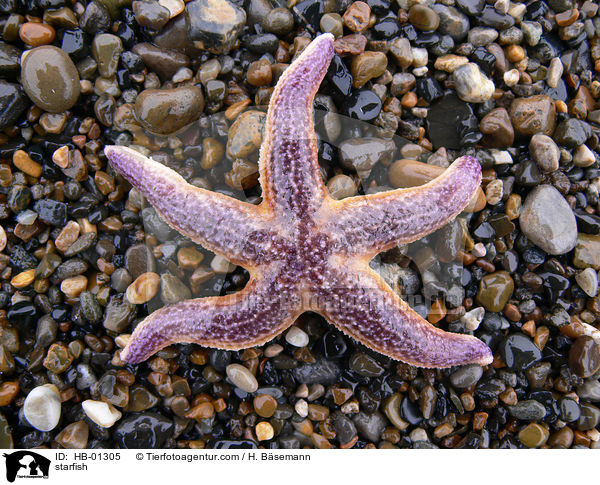 Seestern / starfish / HB-01305