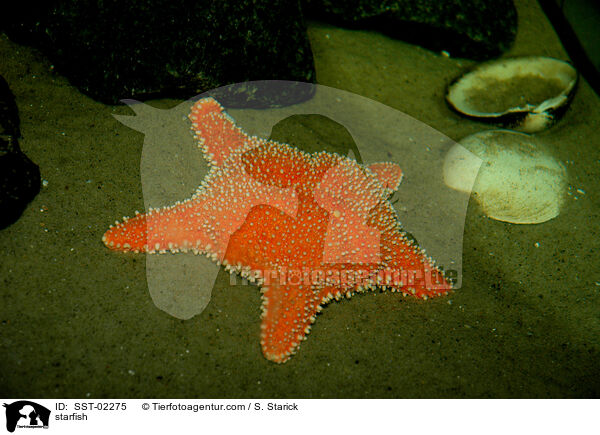 Seestern / starfish / SST-02275