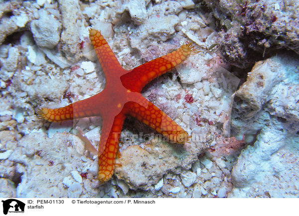 starfish / PEM-01130