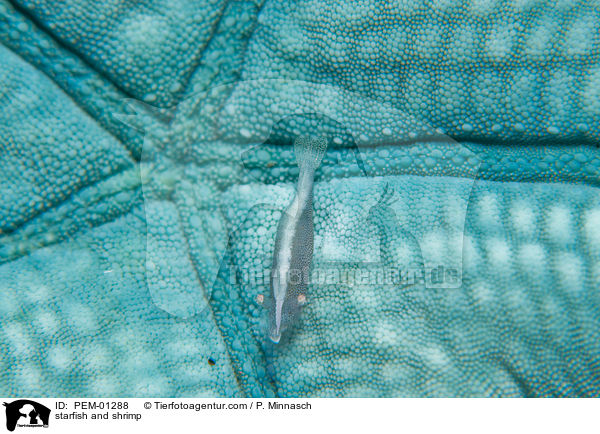 Seestern und Garnele / starfish and shrimp / PEM-01288