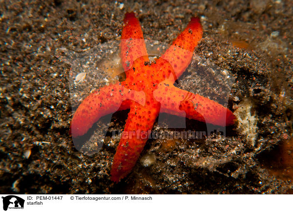 Seestern / starfish / PEM-01447