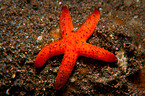 starfish