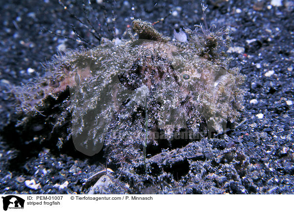 Gestreifter Anglerfisch / striped frogfish / PEM-01007