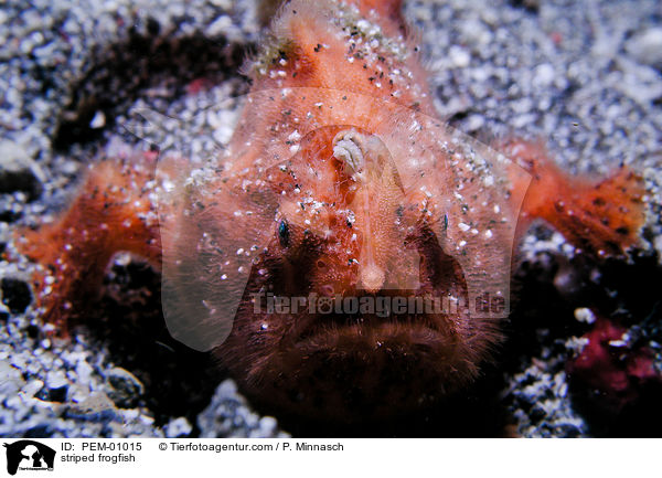 Gestreifter Anglerfisch / striped frogfish / PEM-01015