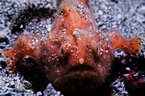 striped frogfish