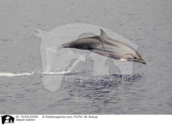 striped dolphin / FLPA-03760