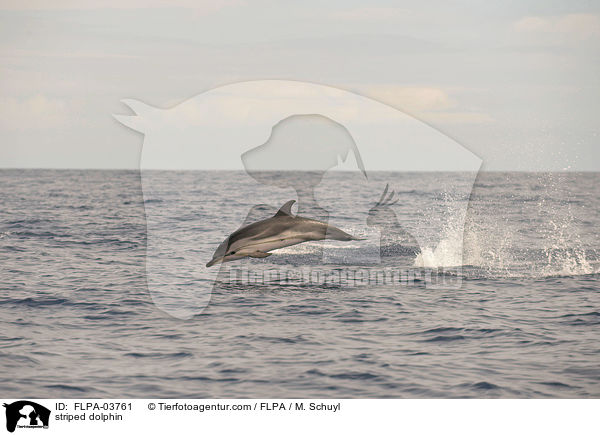 striped dolphin / FLPA-03761