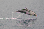 striped dolphin