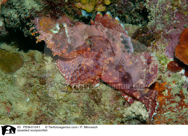 tasseled scorpionfish / PEM-01041