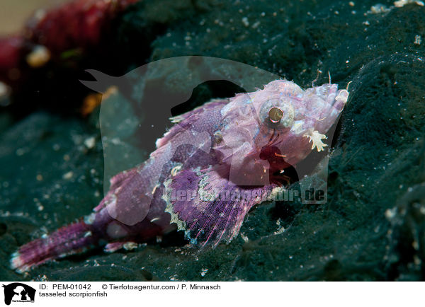 tasseled scorpionfish / PEM-01042