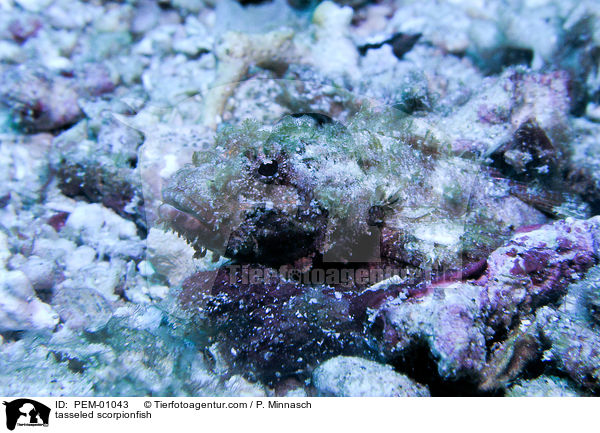 tasseled scorpionfish / PEM-01043