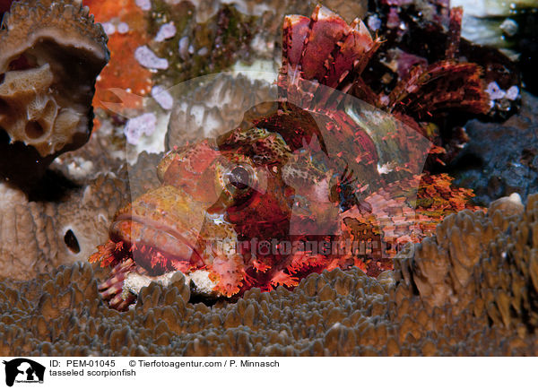 tasseled scorpionfish / PEM-01045